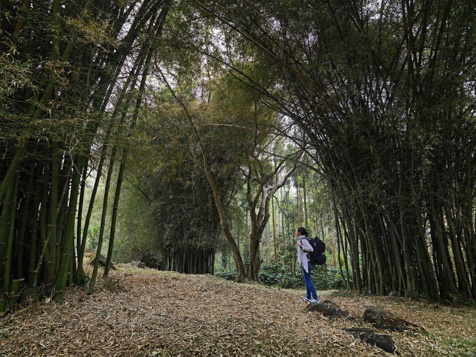 The Serai Chikmagalur Bagian luar foto